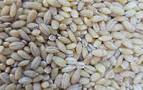 Pearled barley wholesale